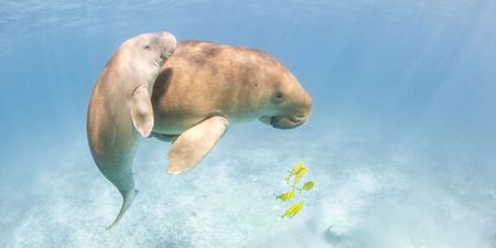 The future of East Africa’s last ‘mermaids’ hangs in the balance