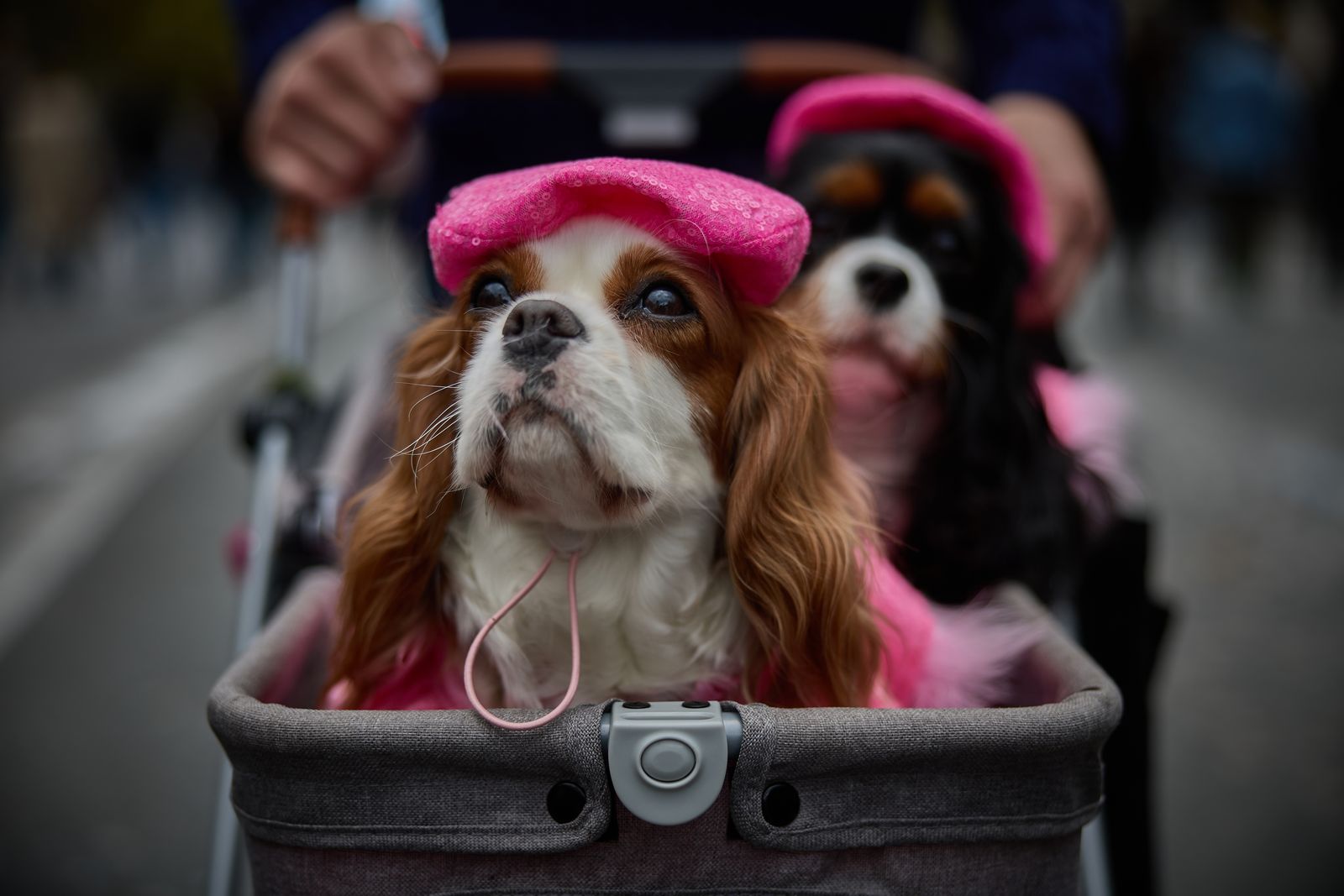 'Animal Walk' in Paris, and more from around the world