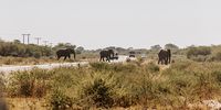 Elephant hunting in Botswana is not in crisis — the data denies it