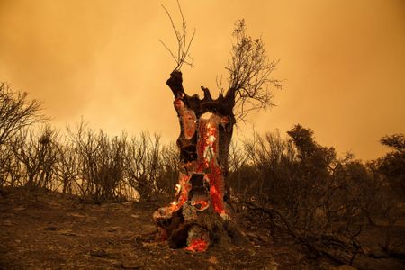 Greece fights wildfires as heat blankets southern Europe, and more from around the world