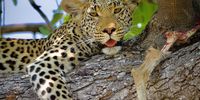 Meal time in the Okavango Delta, Botswana. October 2022. Photographer: Caroline Rowbottom
