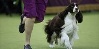 NEW YORK, NEW YORK - FEBRUARY 11: Robin Novack and her dog Freddie the English Springer Spaniel, winner of the Sporting Group, 149th Annual Westminster Kennel Club Dog Show – Junior Showmanship, Group Judging (Sporting, Working, Terrier) + Best in Show at Madison Square Garden on February 11, 2025 in New York City.  (Photo by Sarah Stier/Getty Images for Westminster Kennel Club)