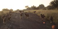 Movin' out. Image: Mark Venter 