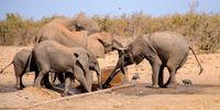 The 951 elephant deaths in Kruger — why the numbers demand perspective, not outrage
