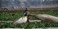 A farmworker prepares for the spinach harvest. Farmers are now being given title deeds to land transferred by the state.