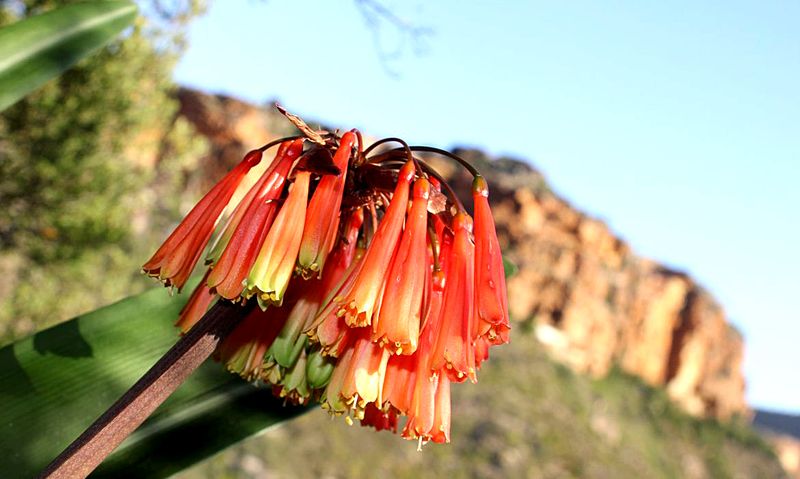 Conviction reveals criminal syndicates’ shifting focus in illegal plant trade - Daily Maverick