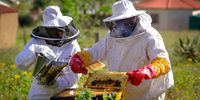 Beekeeping is creating a buzz around economic transformation efforts