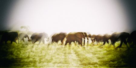 CITES – a flawed convention that does wildlife conservation no favours