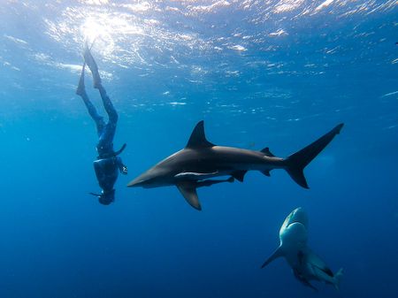 WHO in hot water as activists bare teeth over ‘harmful’ Covid ‘anti-shark pills’ video