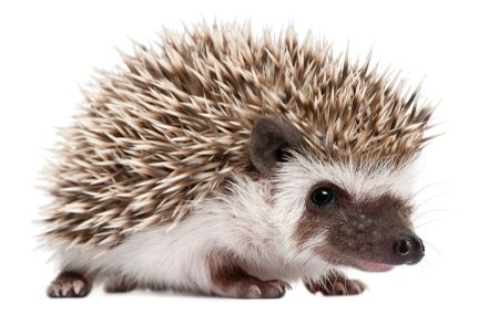 It’s now sleepy time for southern Africa's cute spiky snufflers