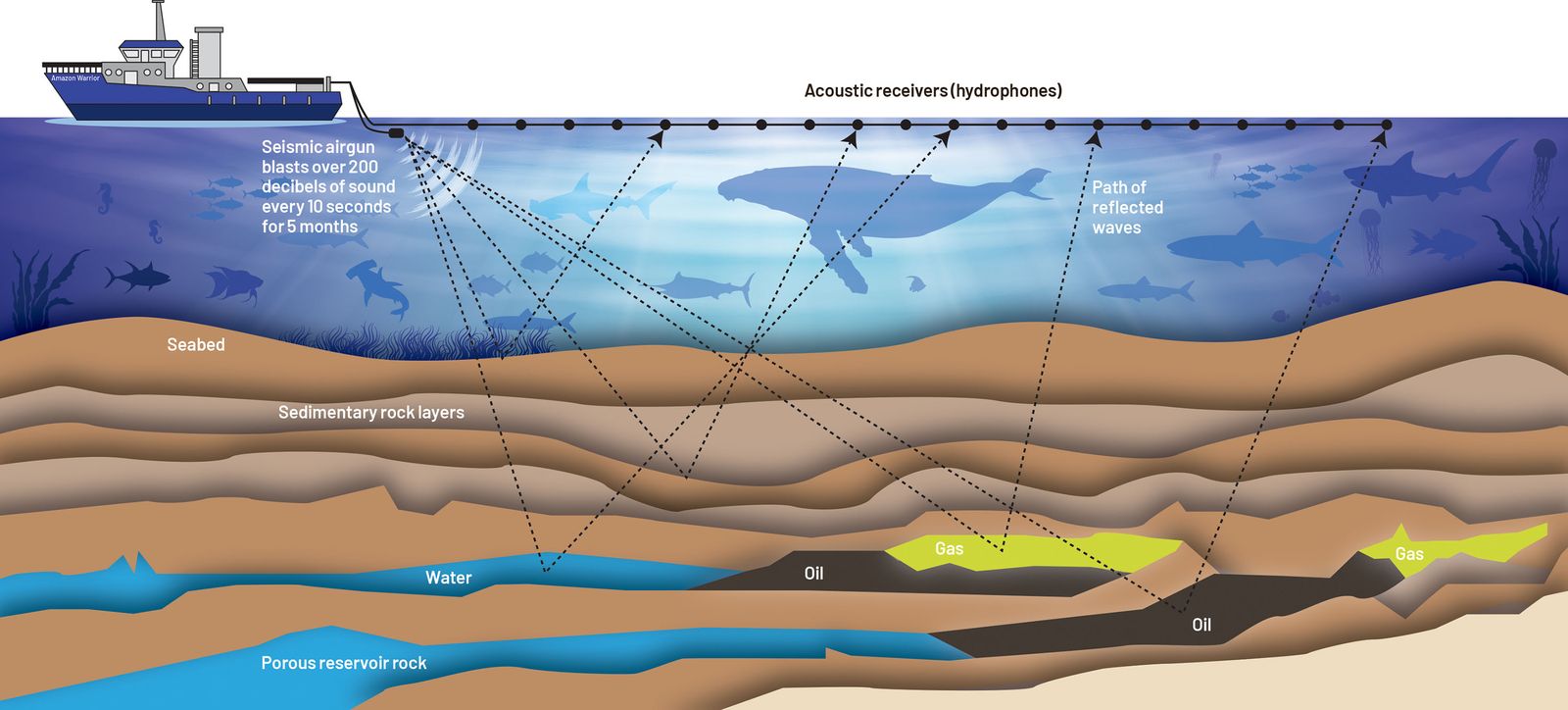 Shell's planned seismic survey has kicked up a storm. Here’s an explainer