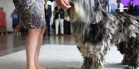 NEW YORK, NEW YORK - JUNE 16: Moppi, a Bergamasco Sheepdog, is shown during a press preview for the 146th Westminster Kennel Club Dog Show at the Hudson Yards on June 16, 2022 in New York City. The show will run from June 18th until June 22th at the Lyndhurst Estate in Tarrytown, New York. There will be over 3,500 dogs with over 200 breeds competing in three different competitions. (Photo by Michael M. Santiago/Getty Images)