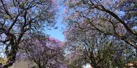Highland Road, Kensington, Gauteng. Photographer: Ed Bath