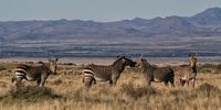 Breeding herds of mountain zebras typically have a dominant stallion with a harem of up to five mares and their foals. The mares will usually stay with their stallion for life. Image: Chris Marais
