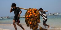 Indonesia Cultivates Seaweed As A Strategic Resource For Food Security