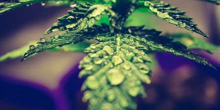 In the US red vs blue election battle, some states went green and legalised marijuana use