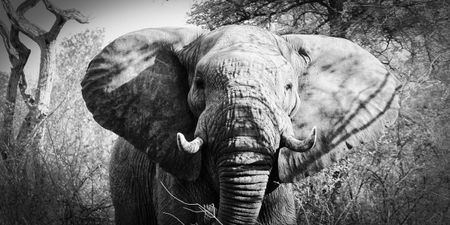 Pioneering conflict-avoidance study asks elephants what works for them