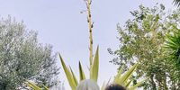 CAPTION:<br>Explaining the spectacular once in a lifetime flowering of the agave plant.</p>
<p>CREDIT:<br>Shahra Sattar