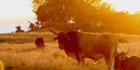 Golden morning with Nguni cattle on a Transkei coastal headland. Photographer: Robin Lavery