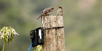 This fiscal flycatcher in my garden is feeding its juvenile with the ample worms from the lawn, and its amazing how watchful it is of the lens.