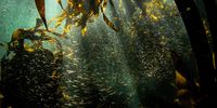 In Amphibious Soul Foster recounts the remarkable tales that took place in the kelpforest.<br>(Photo: Craig Foster)