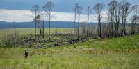 Hannes Marais, wetland scientist from the Mpumalanga Tourism and Parks Agency, walks through a wetland in De Berg Nature Reserve, Mpumalanga. (Photo: Julia Evans)