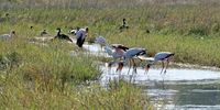 A group of Yellow-billed Storks and other birds feed on small fishes in the flooded grassland in the Kwedi concession of the Okavango Delta, around 30km north of Mombo, Botswana. (Photo: EPA / Gernot Hensel)