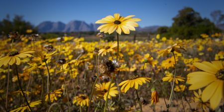 Climate crisis could kill off the Namaqualand daisy spectacle, study finds