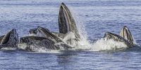 Humpback whales in Frederick Sound, Alaska. (Photo: Gerald Corsi / Getty Images)