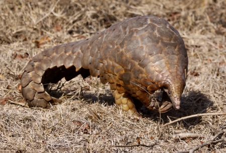 World Pangolin Day — the value of becoming a ball