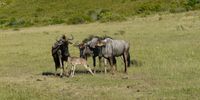 Welcome to the tribe. Image: Hanns Bohle at Gondwana