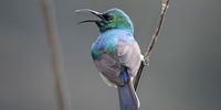 Southern Double-Collared Sunbird, Kirstenbosch.
