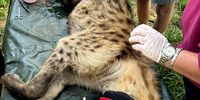 tony hyena
