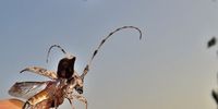  "Houston - we have a go!"<br>A Flat-faced Longhorn Beetle (Coptops aedificator) takes its rather cumbersome dawn freedom - from its night on the toaster! Sea Park, KZN South Coast. Image: Peter Vos<br>