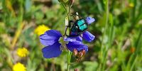 Mr Beetle in his jazzy suit at the West Coast National Park flower festival.