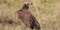 Incredible maiden flight for Eastern Cape captive-bred lappet-faced vulture