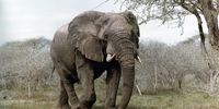 Marula. Photographer: Chuck GreenBerg.