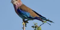  “Just resting”. Lilac Breasted Roller. Image: Peter Brett