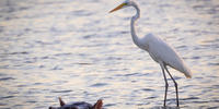 What I won’t do for my friends!<br>Sunset Dam, Kruger National Park</p>
<p>CREDIT:Alice Mölle