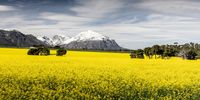 Bright canola fields near Tulbagh, with the snowy Witzenberg range as a backdrop. 
