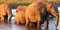 Elephants in the Chobe River, Botswana. (Photo: Derek Reynish)