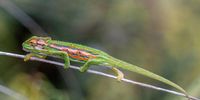 On the March (Cape Dwarf Chameleon, Rosebank, Cape Town). Image: Lyn Ziervogel <br>