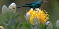 Sunbird. Taken at Kirstenbosch with a Nikon Z611 mirrorless camera, 200-500 mm lens.