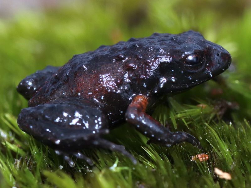 Tiny defenders: SA’s forgotten frogs matter as much as its rhinos
