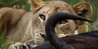 african-lion-book
