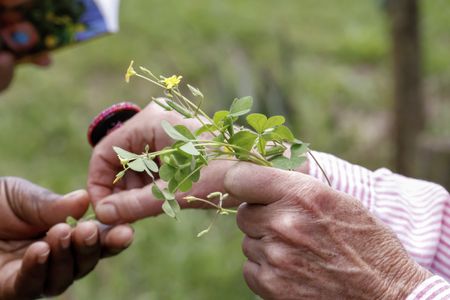 Nikki Brighton’s verdant way with uncultivated food
