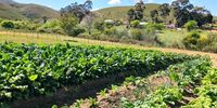 From Pigs to Plants in Genadendal; vegetables farmed instead of pigs<br>