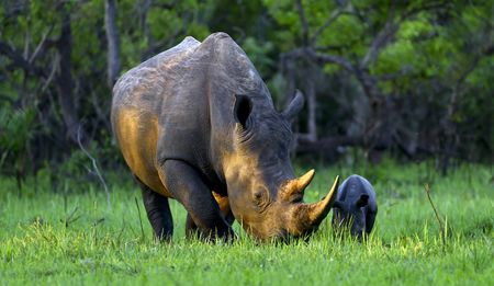 Op-Ed: Want to save rhinos? Look beyond guns and trade