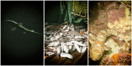 Limited monitoring and government oversight depleting shark populations