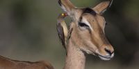 Listen I have a secret. Image: Ken Logan
